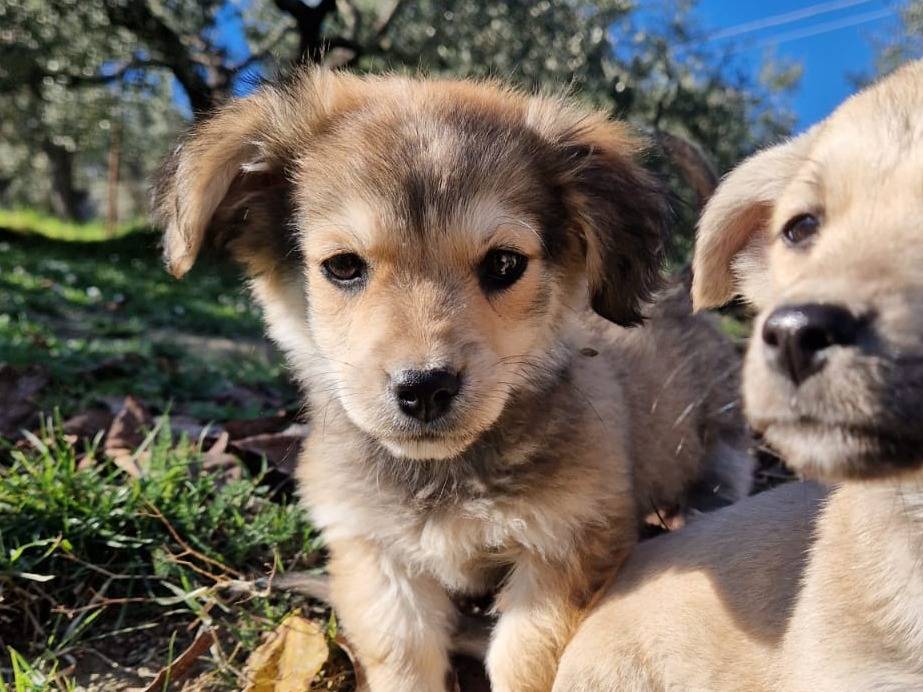 Adotta un cane, taglia piccola, maschio, Frosinone