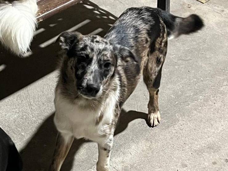 Adozione cane, femmina, Razza sconosciuta Razza sconosciuta, 7 mesi, taglia piccola, Verona