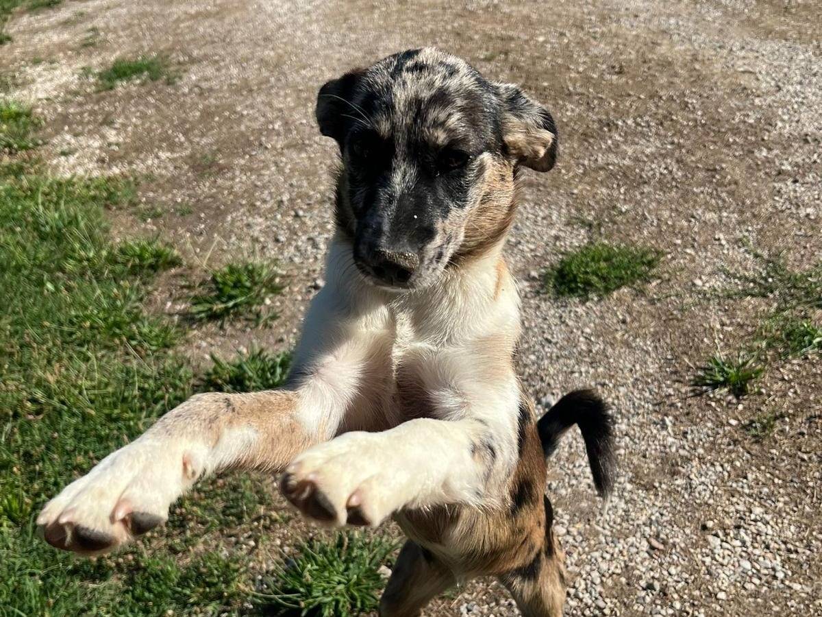 Adotta un cane, femmina, 7 mesi, Verona