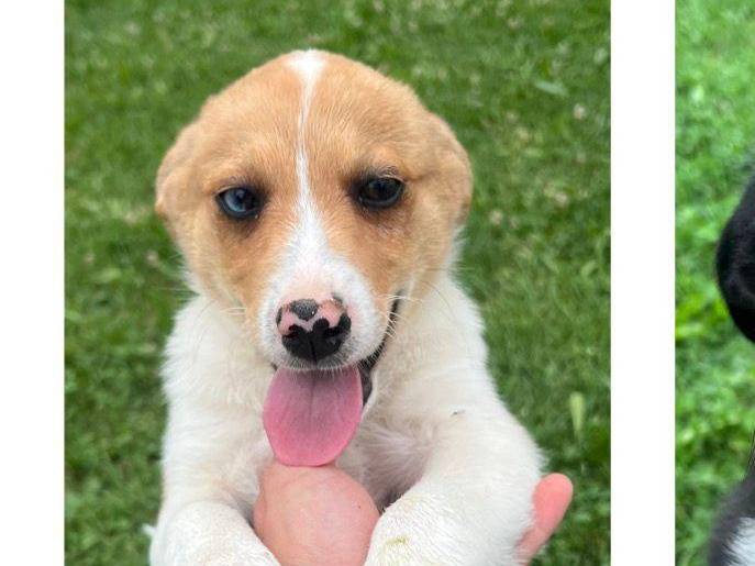 Vuoi adottare un cane a Verona?