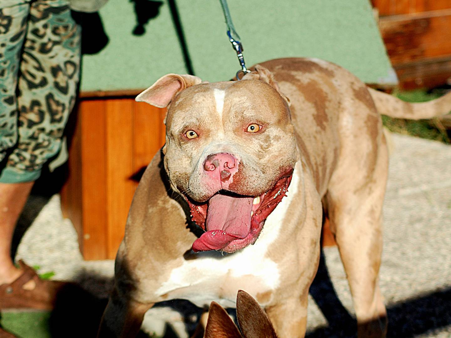 Adozione cane, maschio, Pitbull Razza sconosciuta, 2 anni e 6 mesi, taglia gigante, Livorno