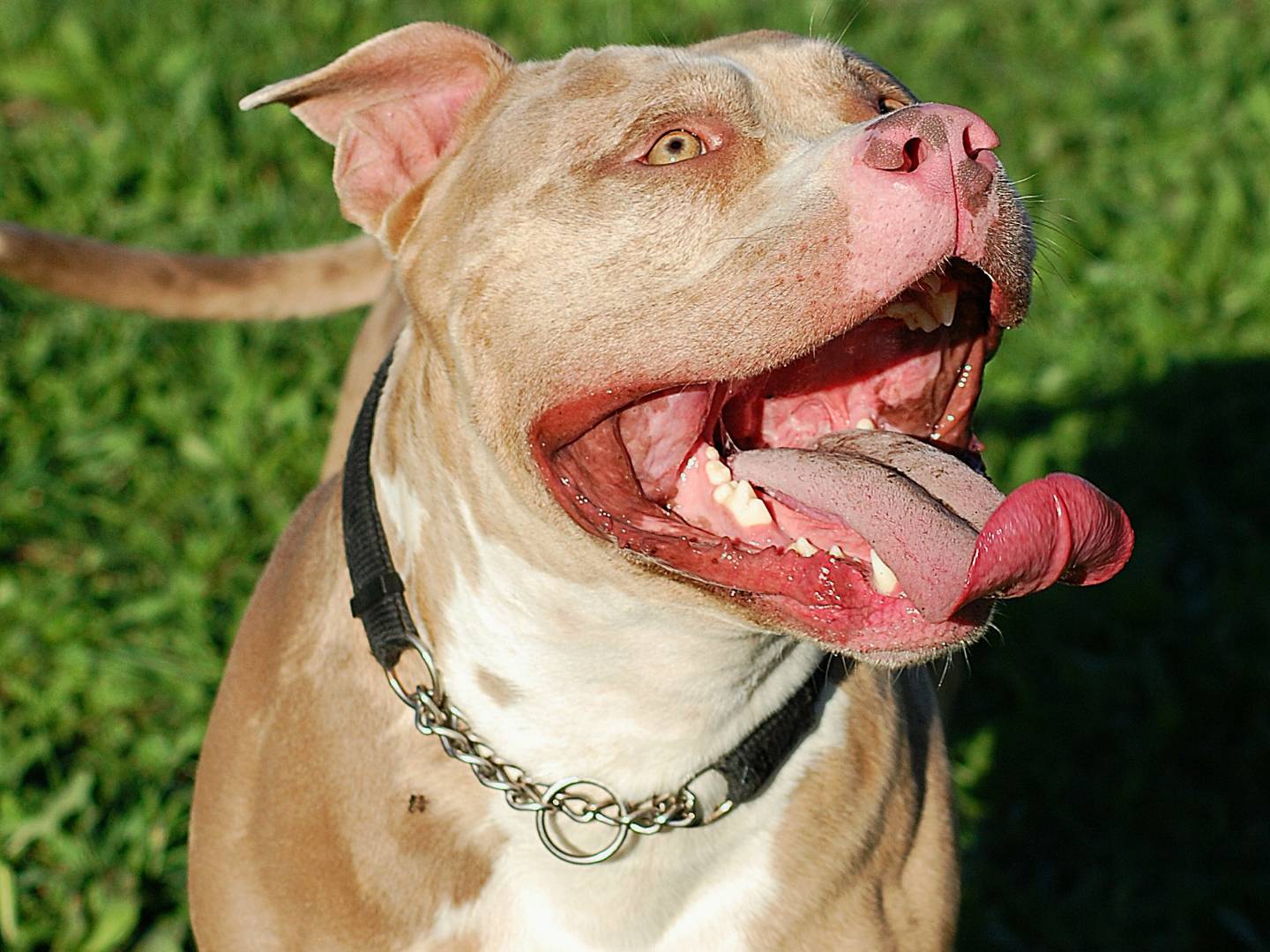 Adotta un cane, maschio, 2 anni e 6 mesi, Livorno