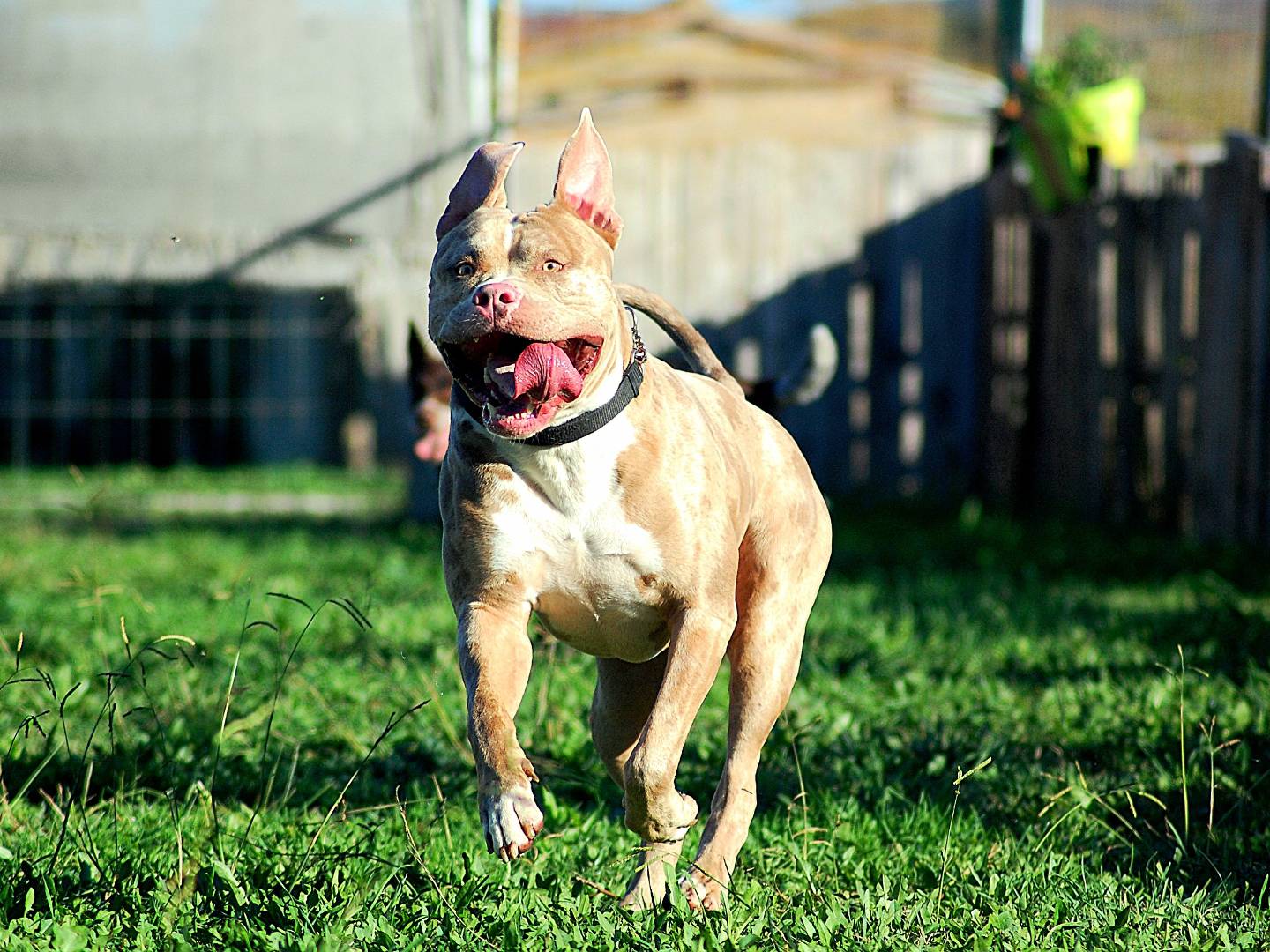 Adotta un cane, taglia gigante, maschio, Livorno