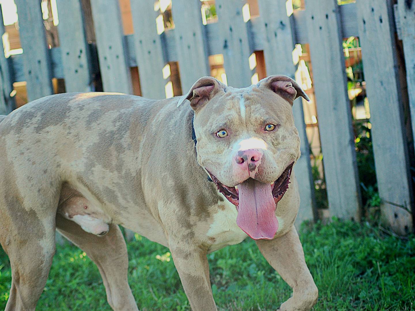 Vuoi adottare un cane a Livorno?