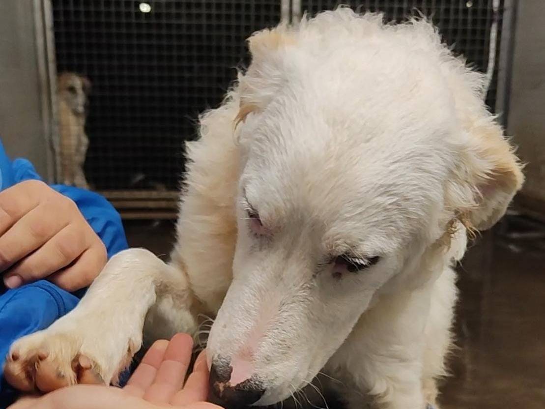 Adotta un cane, maschio, 5 mesi, Trapani