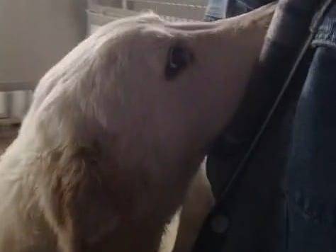 Adotta un cane, taglia grande, maschio, Trapani