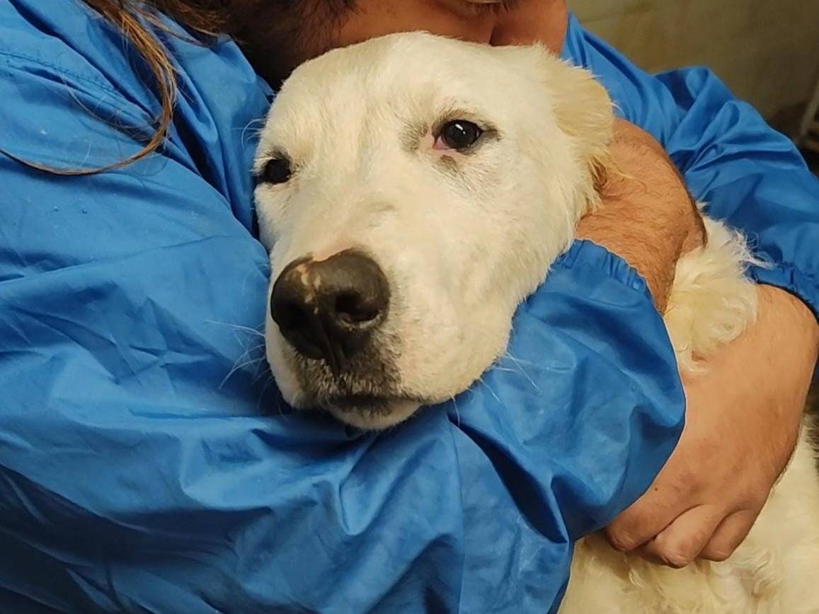 Adotta il cane Koda a Trapani