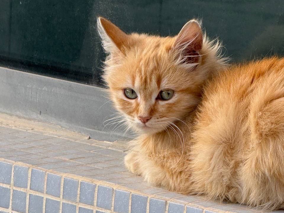 Adozione gatto, maschio, Razza sconosciuta Razza sconosciuta, 2 mesi, taglia non valida, Catanzaro
