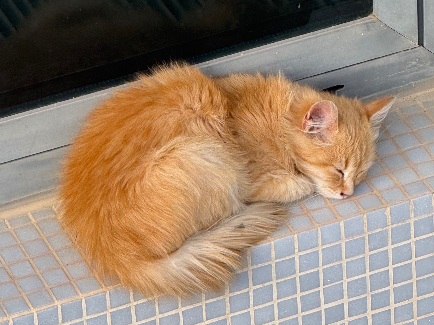 Adotta un gatto, maschio, 2 mesi, Catanzaro