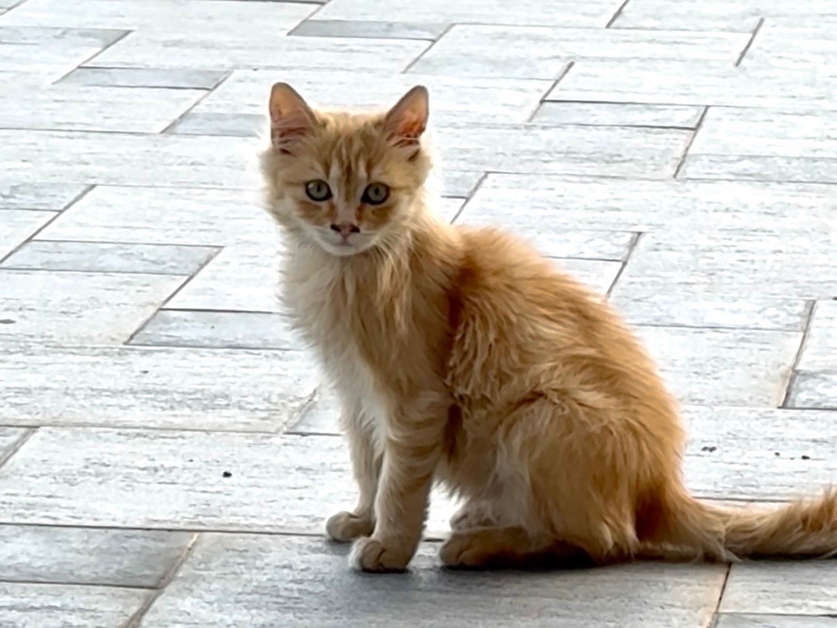 Adotta un gatto, taglia non valida, maschio, Catanzaro