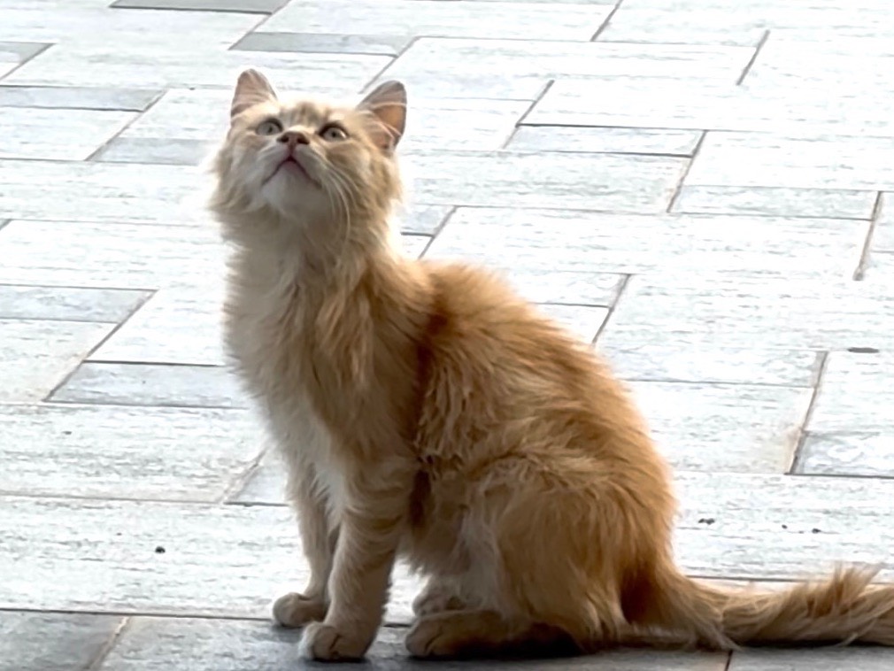 Vuoi adottare un gatto a Catanzaro?