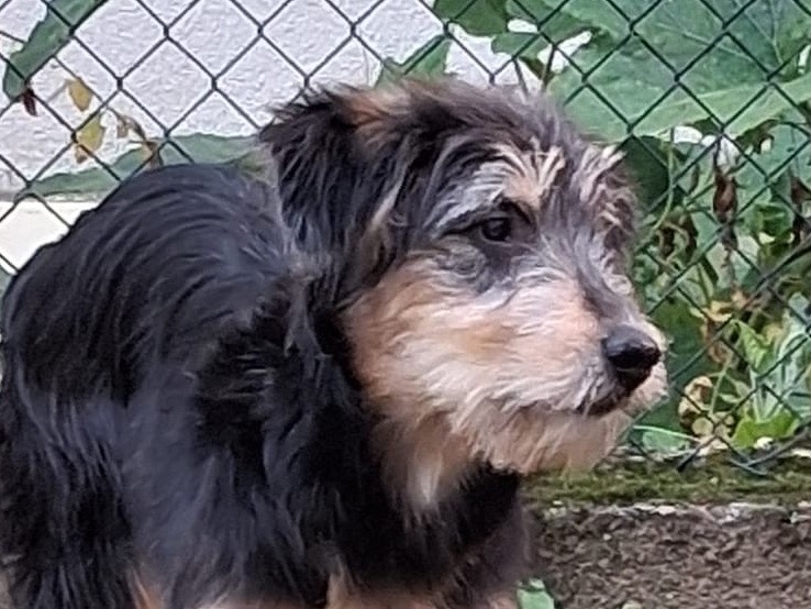 Adozione cane, femmina, Razza sconosciuta Razza sconosciuta, 1 anno e 10 mesi, taglia media, Milano