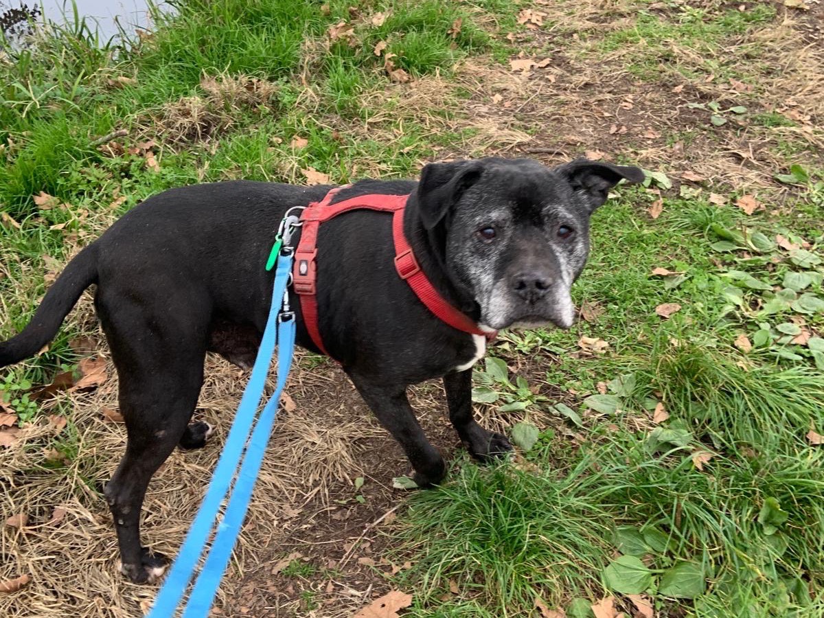 Adozione cane, maschio, Pitbull Razza sconosciuta, 12 anni e 11 mesi, taglia grande, Milano