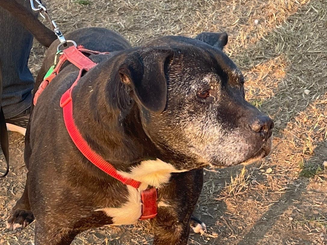 Adotta un cane, maschio, 12 anni e 11 mesi, Milano