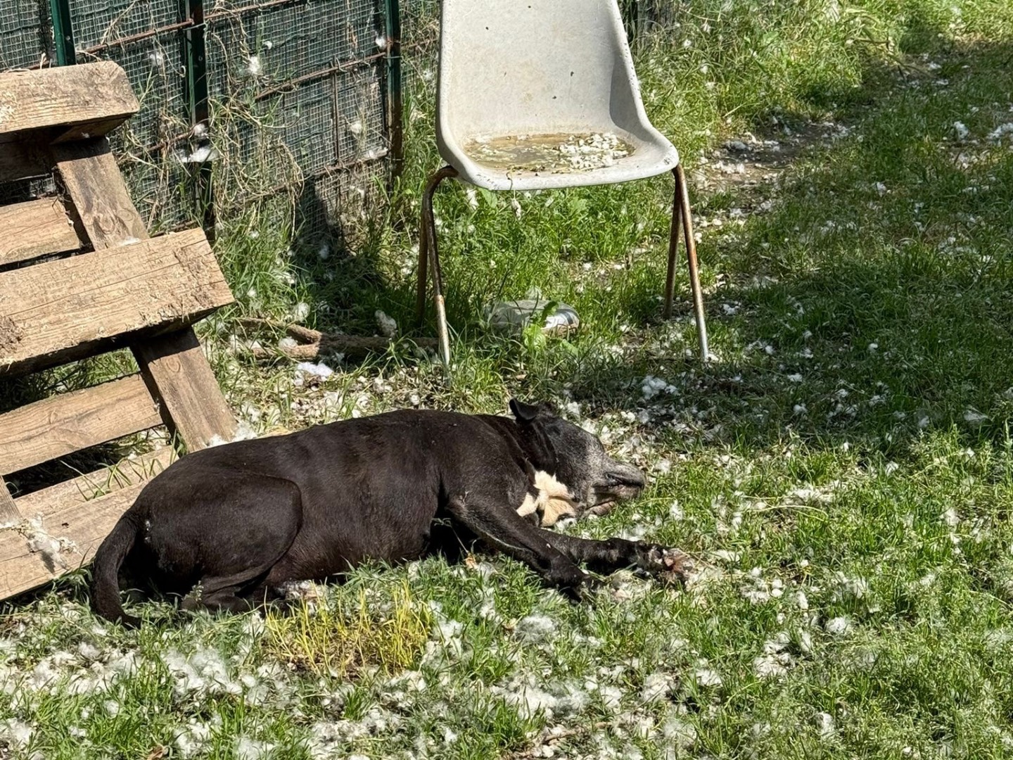 Adotta un cane, taglia grande, maschio, Milano