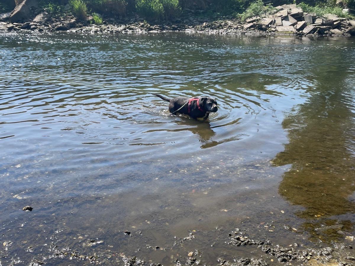 Vuoi adottare un cane a Milano?