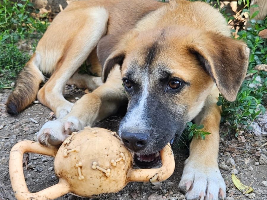 Adozione cane, maschio, Razza sconosciuta Razza sconosciuta, 6 mesi, taglia piccola, Napoli