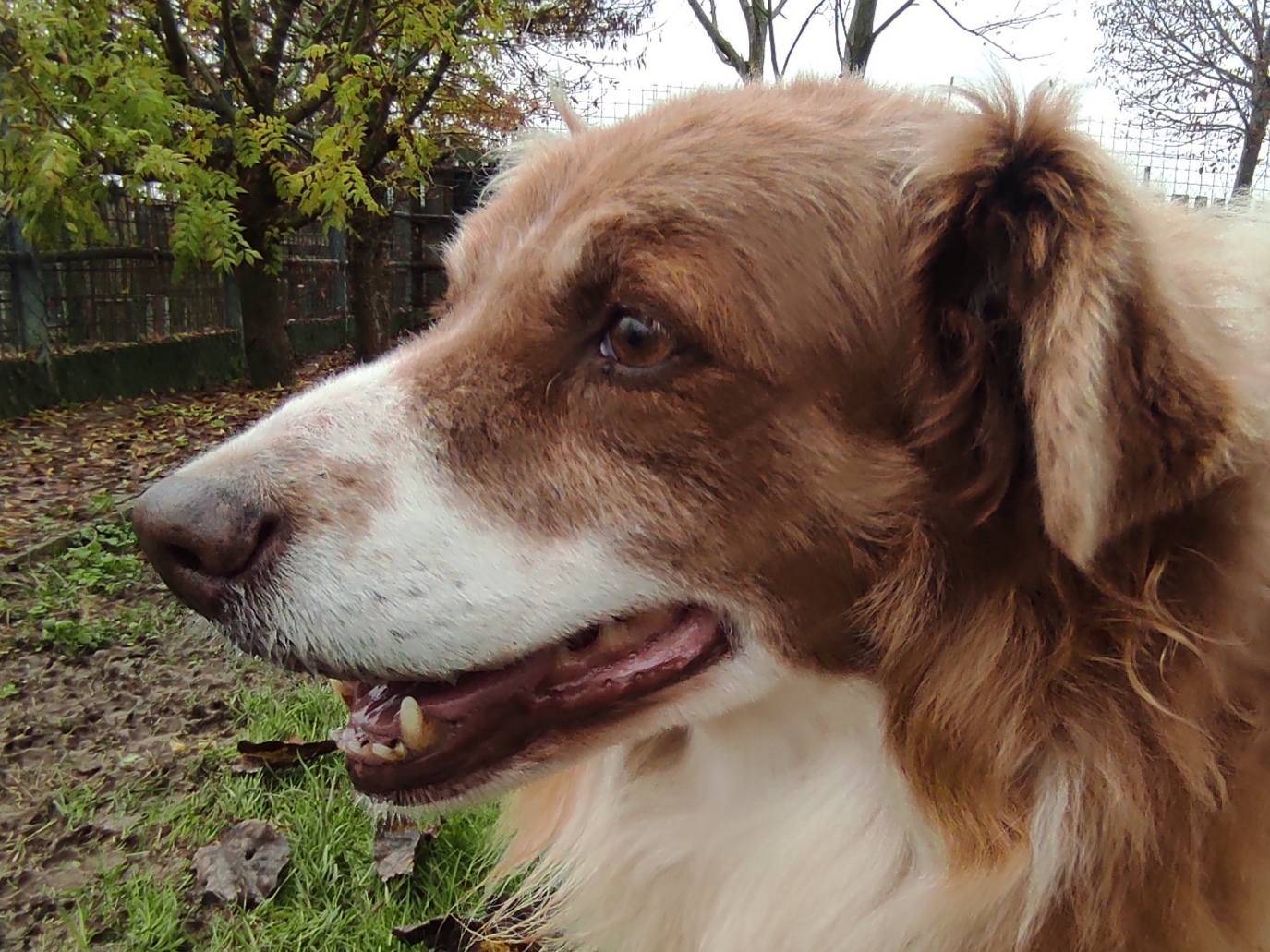 Vuoi adottare un cane a Treviso?