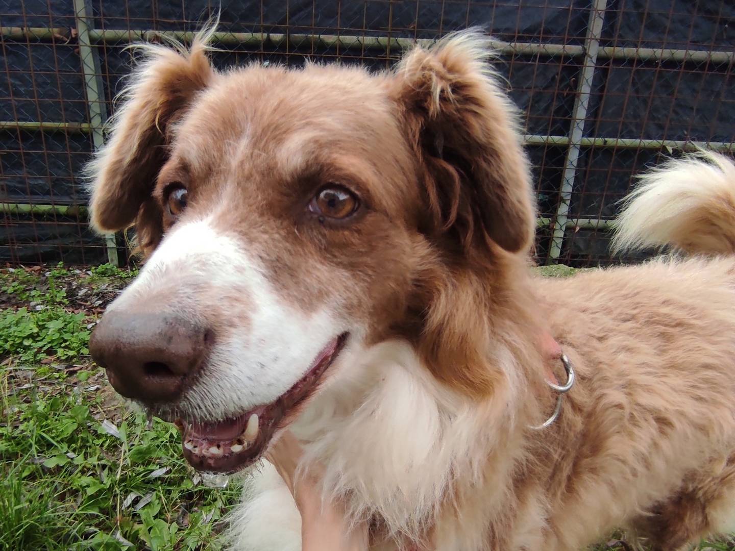 Adotta il cane Fiume a Treviso