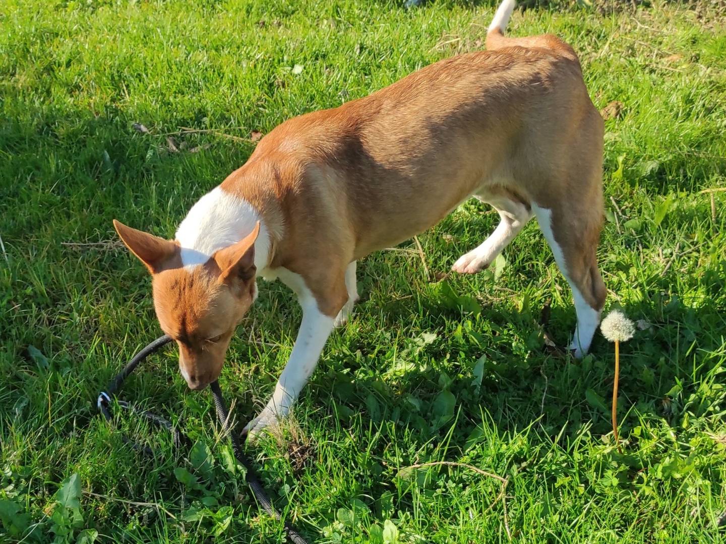 Vuoi adottare un cane a Treviso?