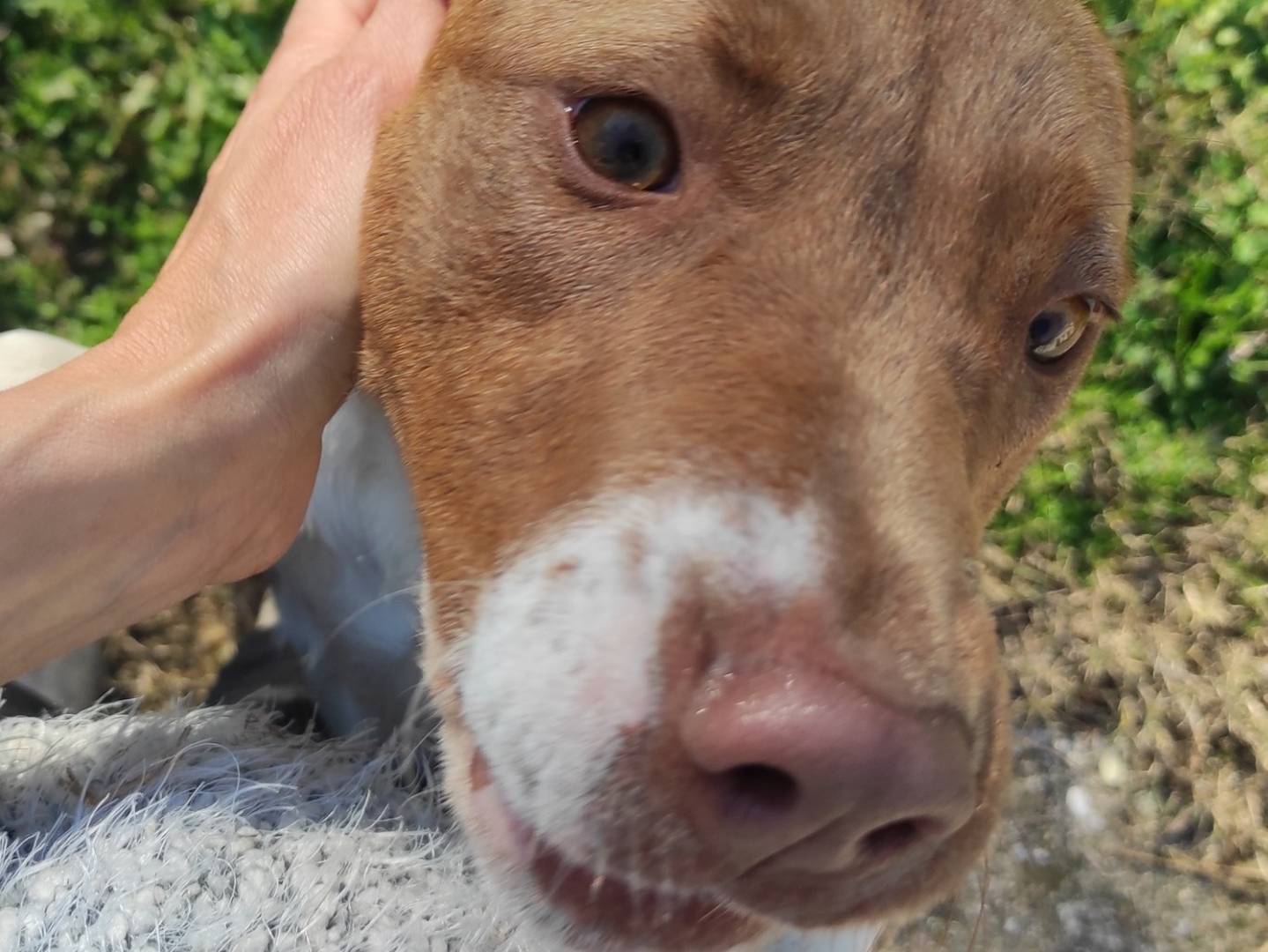 Adotta il cane Frida a Treviso