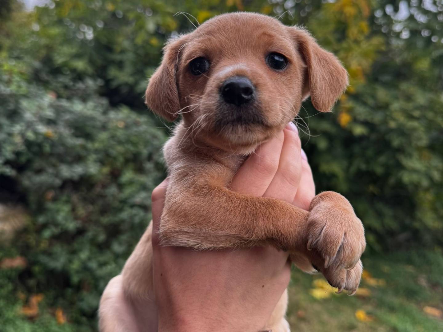Adozione cane, femmina, Razza sconosciuta Razza sconosciuta, 2 mesi, taglia media contenuta, Frosinone