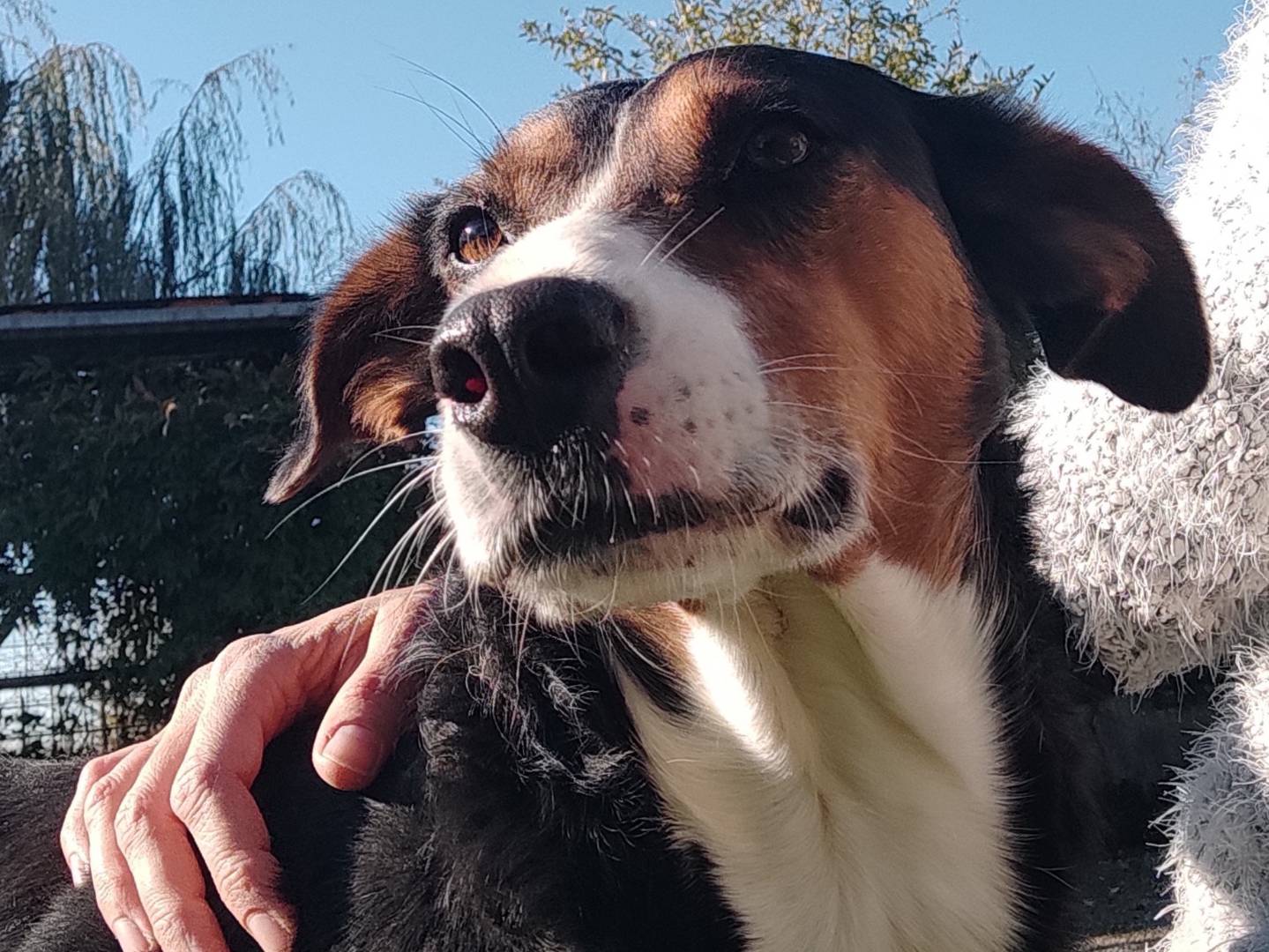 Adozione cane, femmina, Razza sconosciuta Razza sconosciuta, 1 anno e 4 mesi, taglia media, Treviso