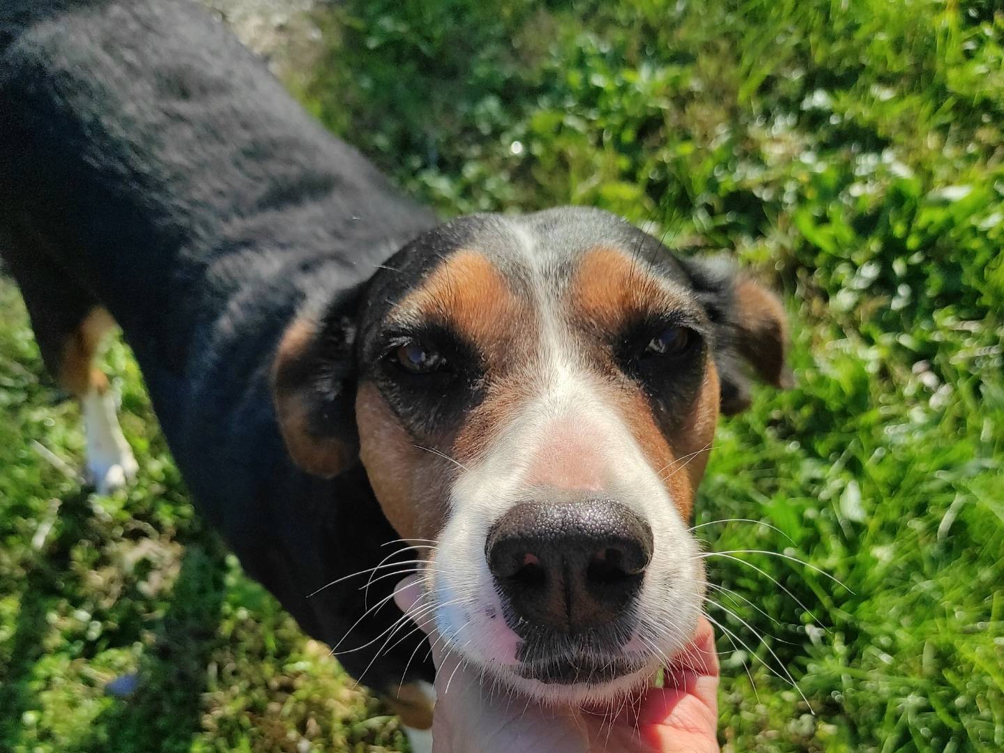 Adotta un cane, femmina, 1 anno e 4 mesi, Treviso