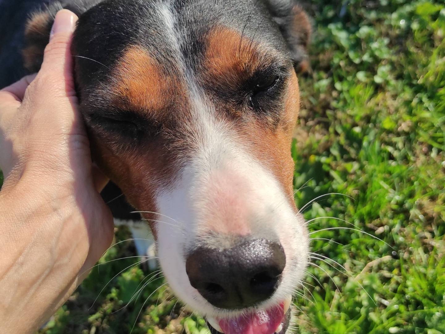 Adotta un cane, taglia media, femmina, Treviso