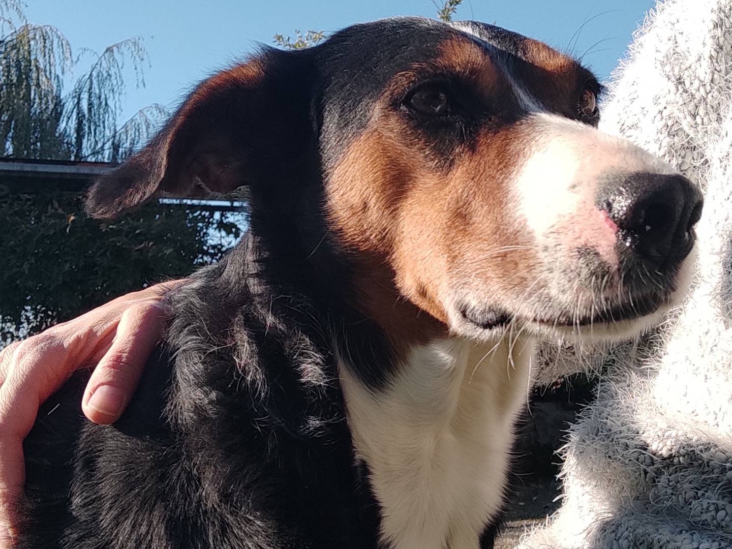 Vuoi adottare un cane a Treviso?