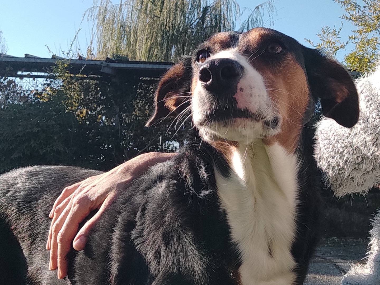 Adotta il cane Dany a Treviso