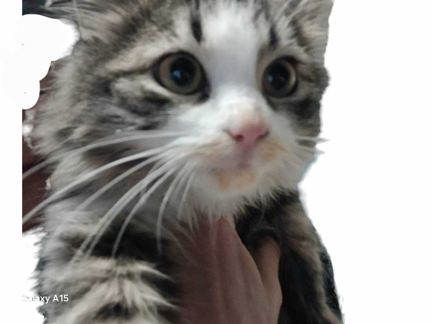 Vuoi adottare un gatto a Brescia?