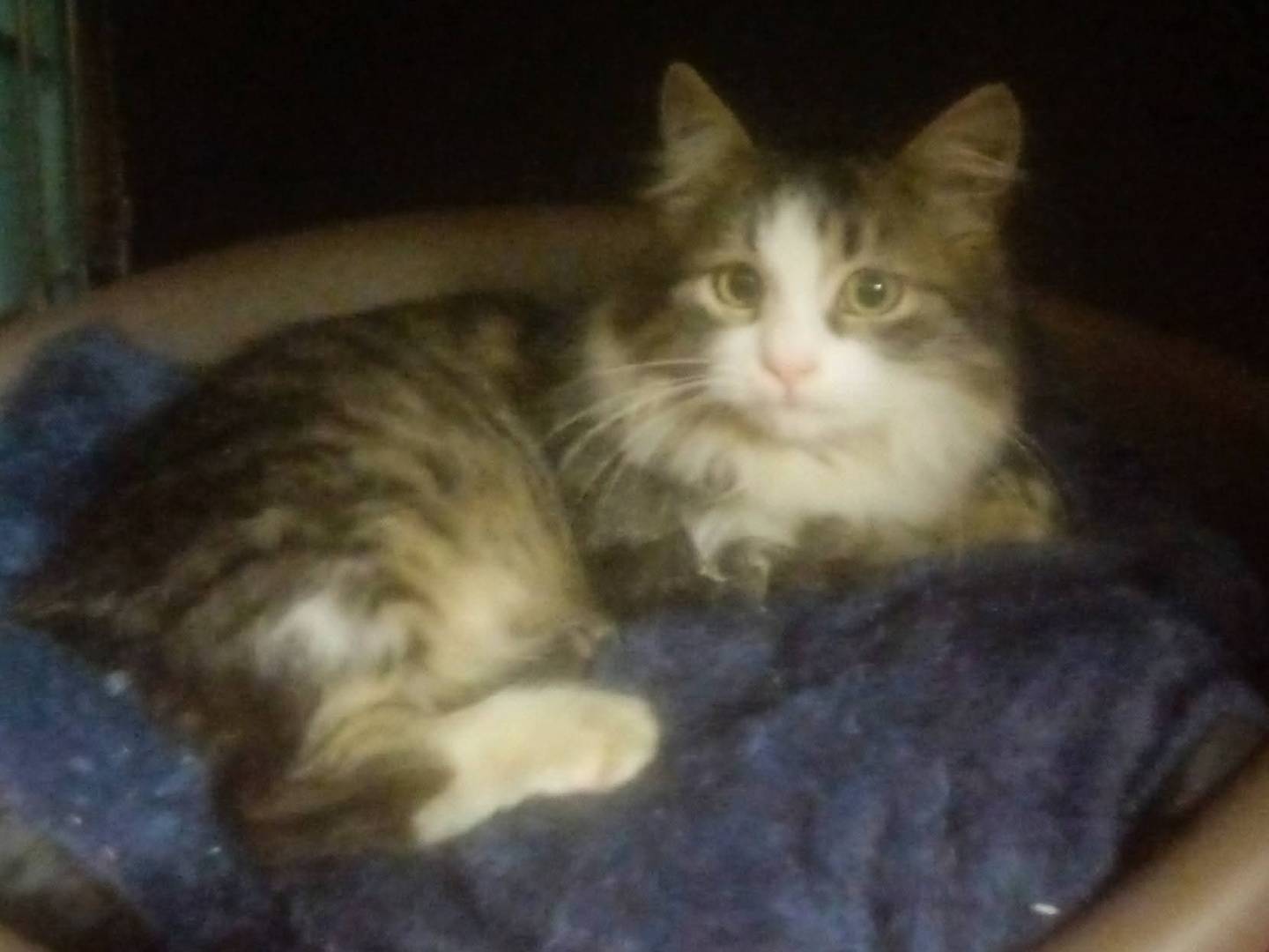 Adotta il gatto Hava a Brescia