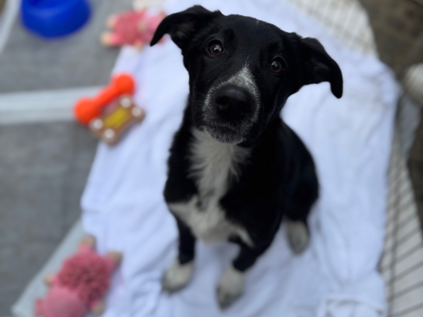 Adozione cane, femmina, Razza sconosciuta Razza sconosciuta, 3 mesi, taglia grande, Napoli