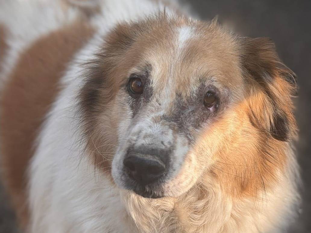 Adozione cane, maschio, Razza sconosciuta Razza sconosciuta, 5 anni e 5 mesi, taglia media, Crotone
