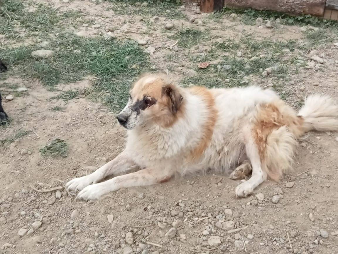 Adotta un cane, maschio, 5 anni e 5 mesi, Crotone