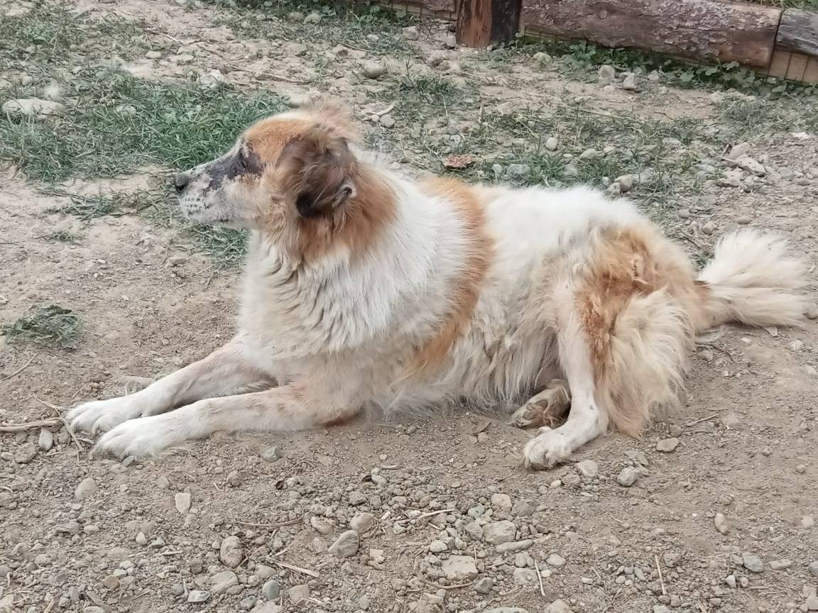 Adotta un cane, taglia media, maschio, Crotone