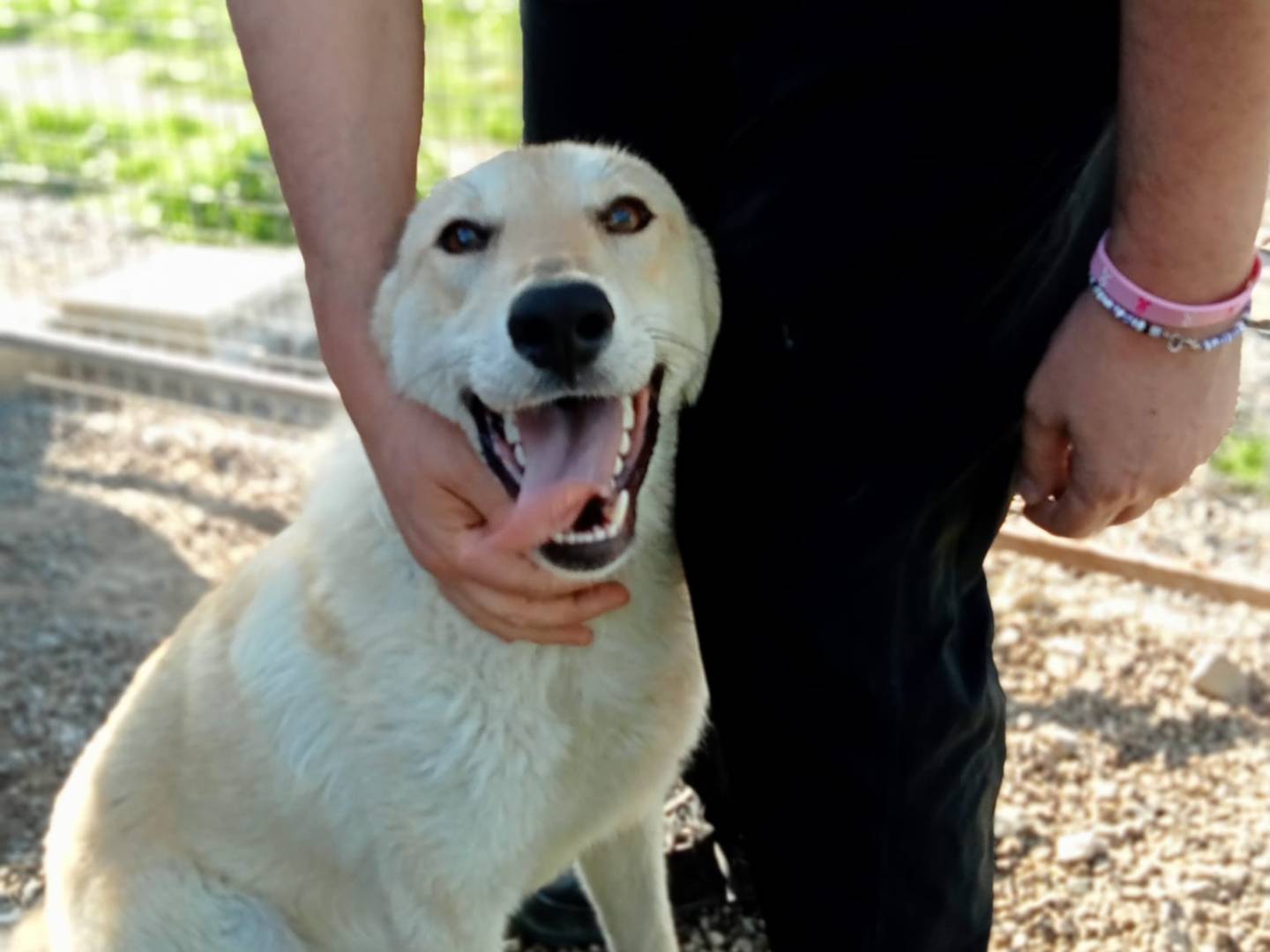 Adotta il cane Bella a Crotone