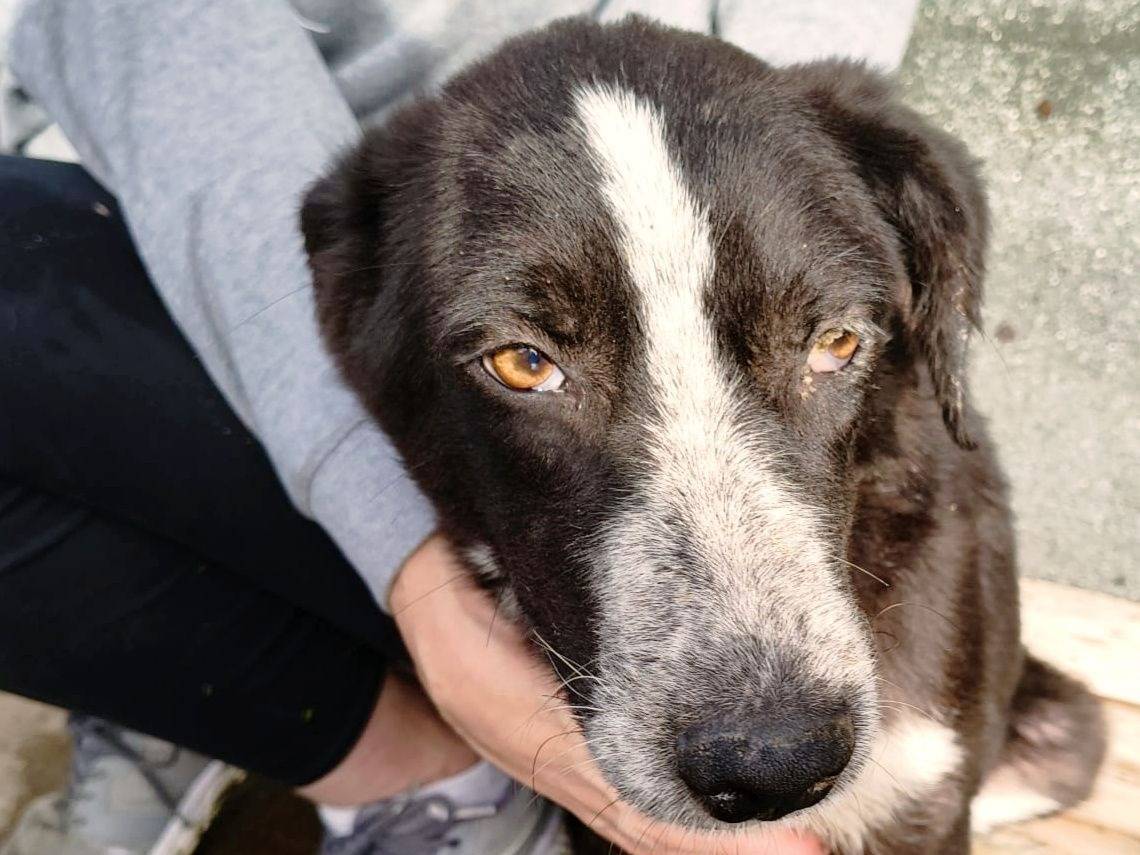 Adozione cane, maschio, Razza sconosciuta Razza sconosciuta, 9 mesi, taglia media contenuta, Crotone