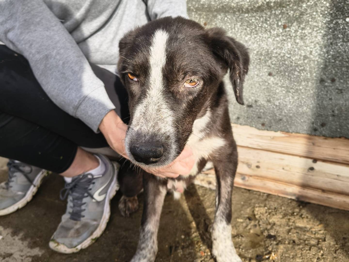 Adotta un cane, maschio, 9 mesi, Crotone