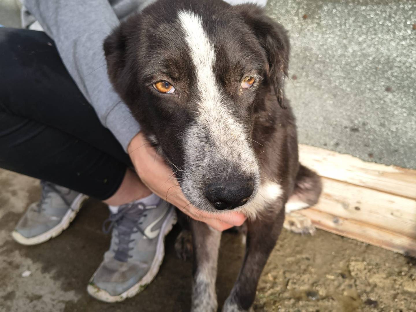 Adotta un cane, taglia media contenuta, maschio, Crotone