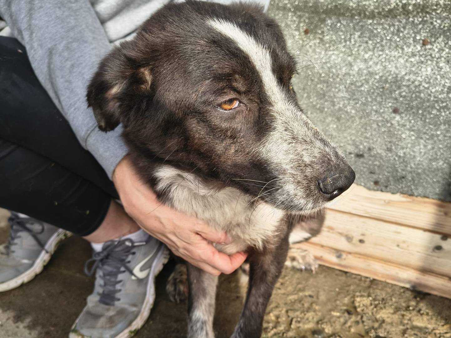 Vuoi adottare un cane a Crotone?