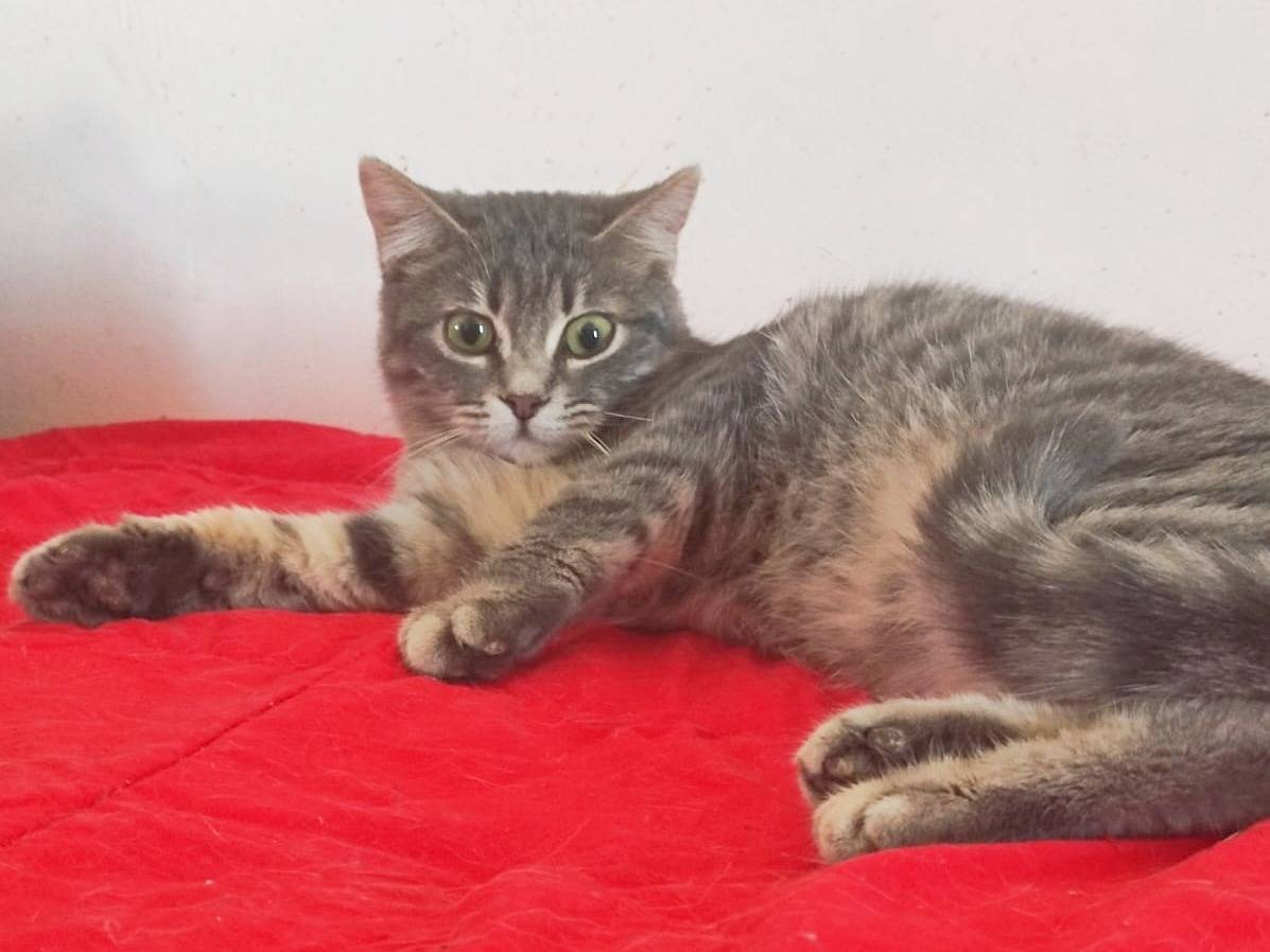 Vuoi adottare un gatto a Cremona?