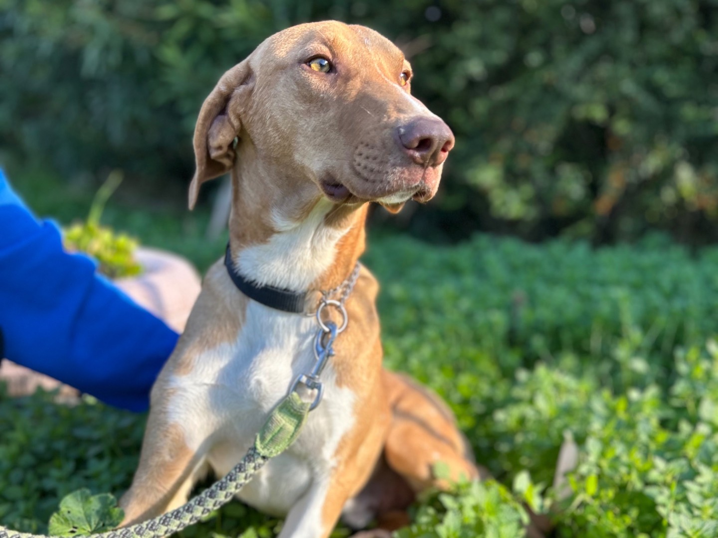 Adozione cane, maschio, Razza sconosciuta Razza sconosciuta, 2 anni e 3 mesi, taglia media, Foggia