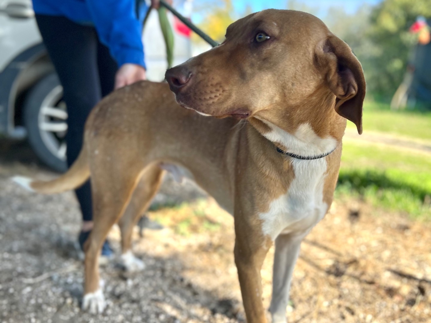 Adotta un cane, taglia media, maschio, Foggia