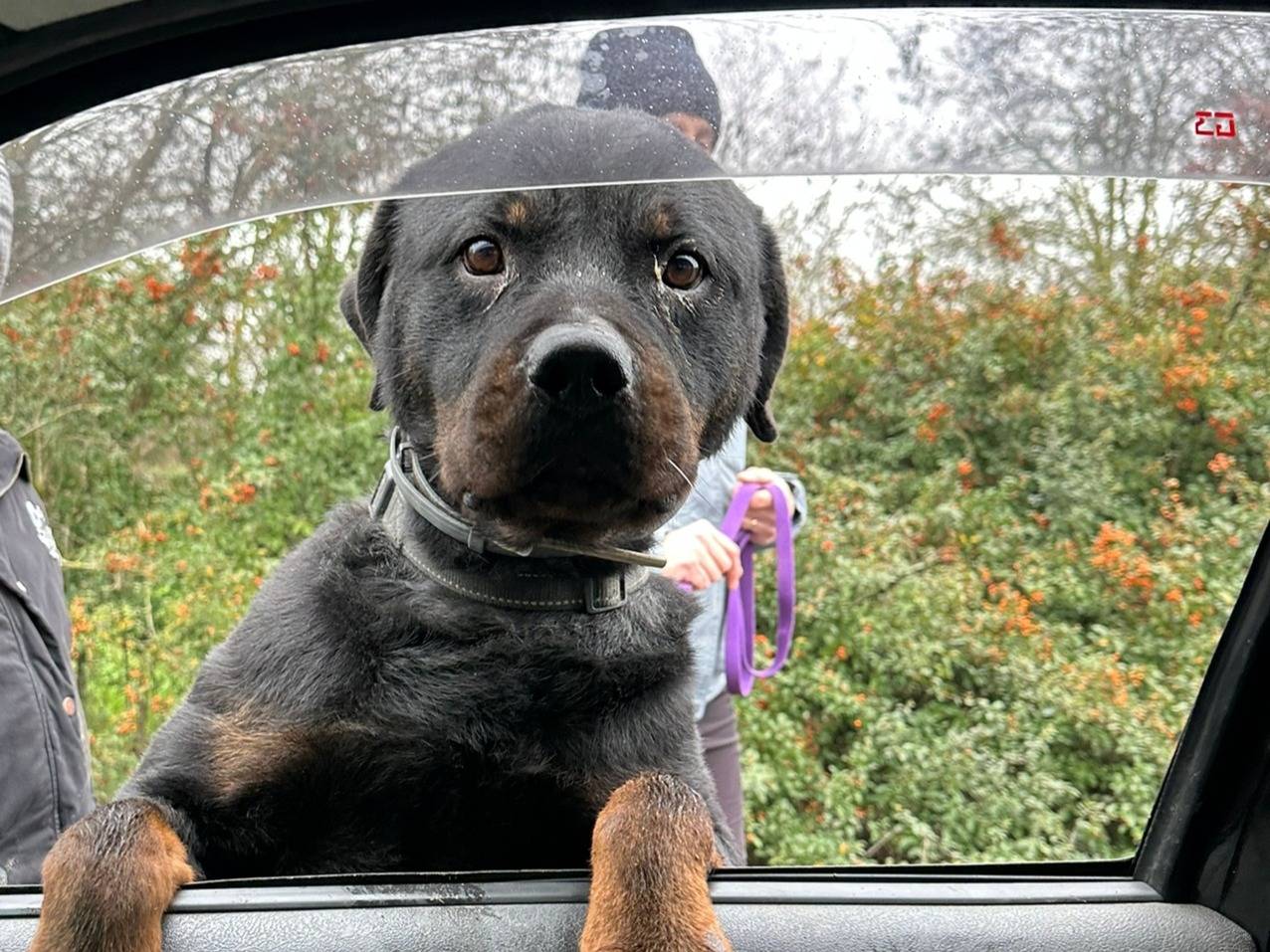 Adozione cane, maschio, Rottweiler Razza sconosciuta, 11 anni e 3 mesi, taglia gigante, Milano