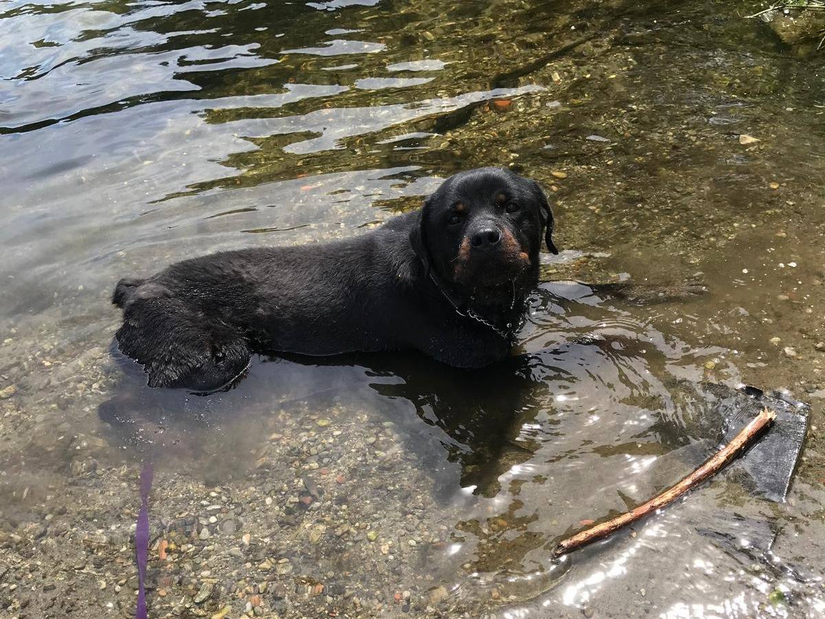 Adotta un cane, maschio, 11 anni e 3 mesi, Milano