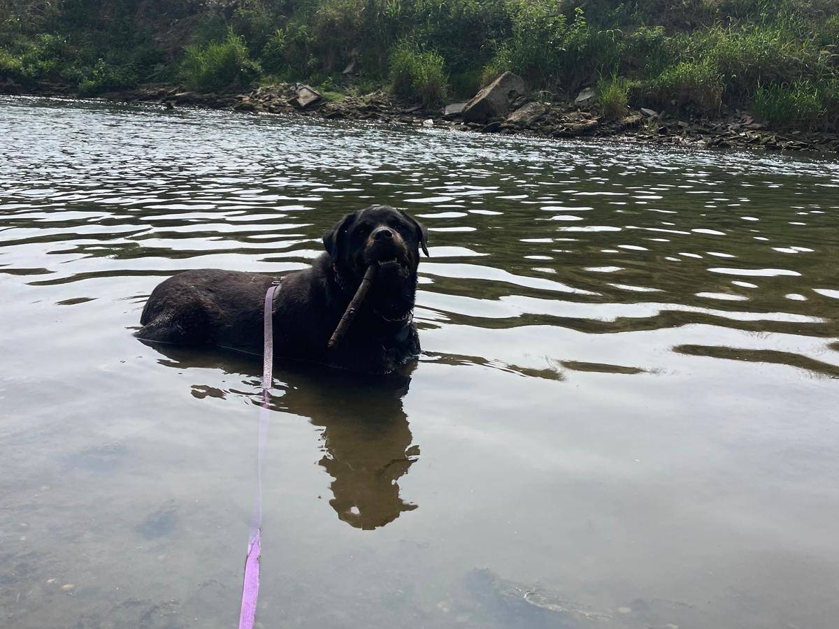 Adotta un cane, taglia gigante, maschio, Milano