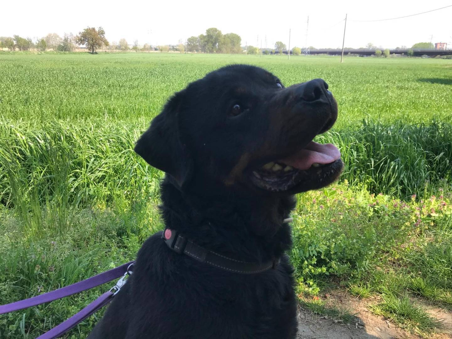 Vuoi adottare un cane a Milano?