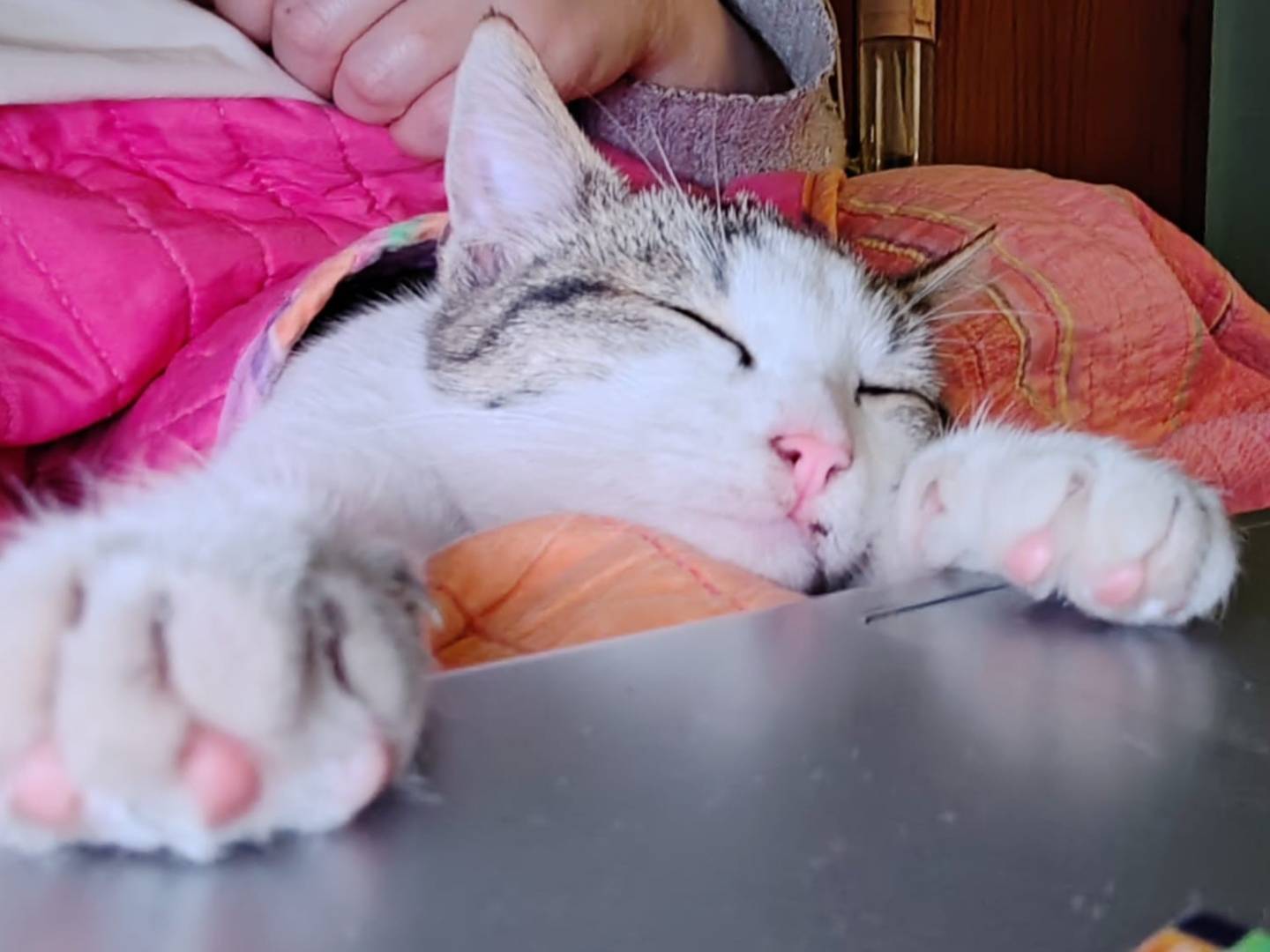 Adozione gatto, maschio, Razza sconosciuta Razza sconosciuta, 3 mesi, taglia non valida, Bari